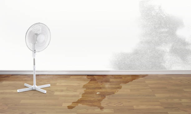 Best Professional water damage repair  in Ravensworth, VA