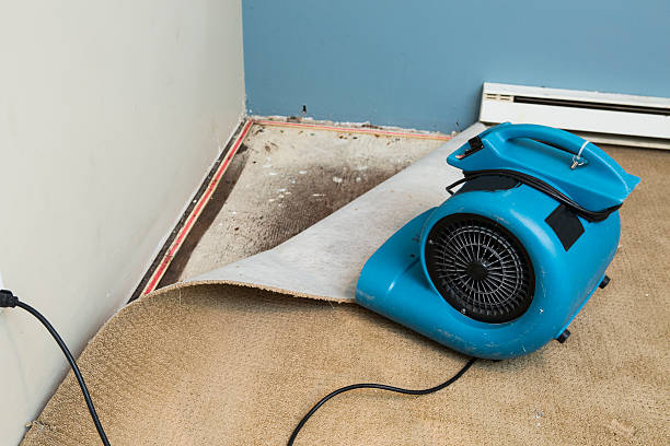 Best Mold removal after water damage  in Ravensworth, VA